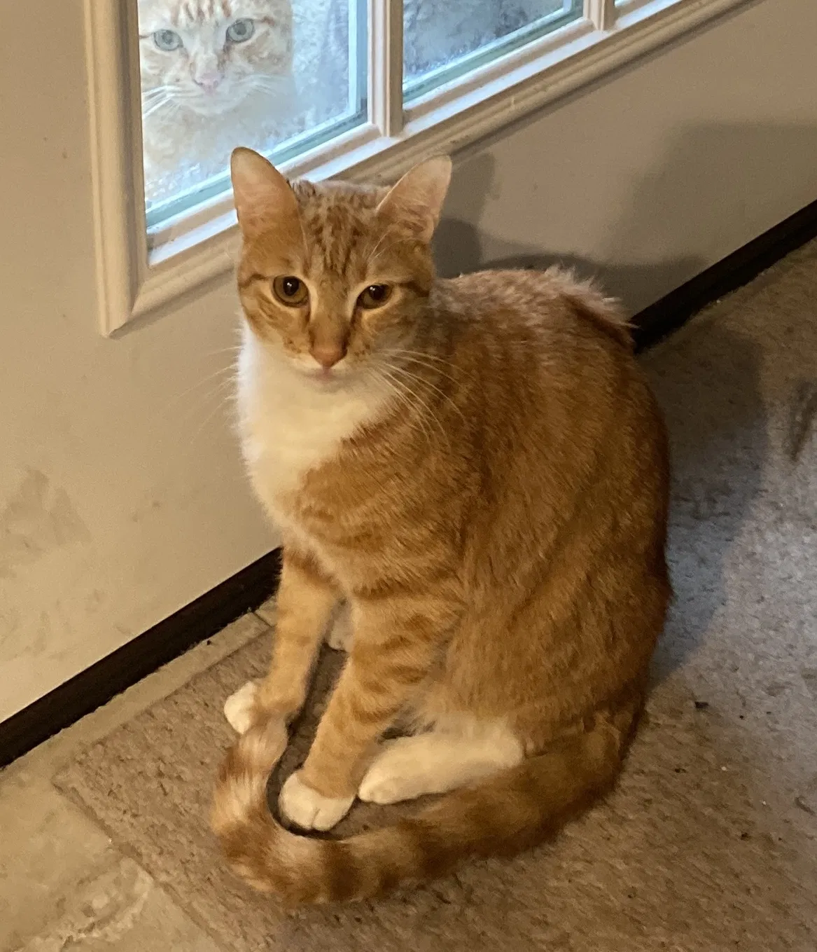 Lost cat in Houston, TX, 77091