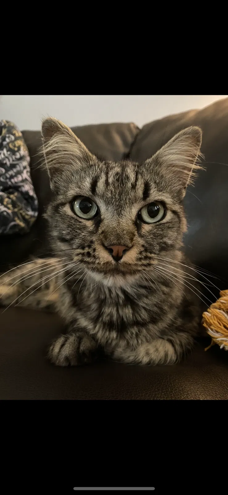 Lost cat in Fort Worth, TX, 76110