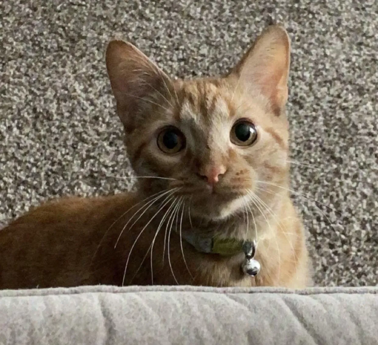 Lost cat in Nashville, TN, 37217