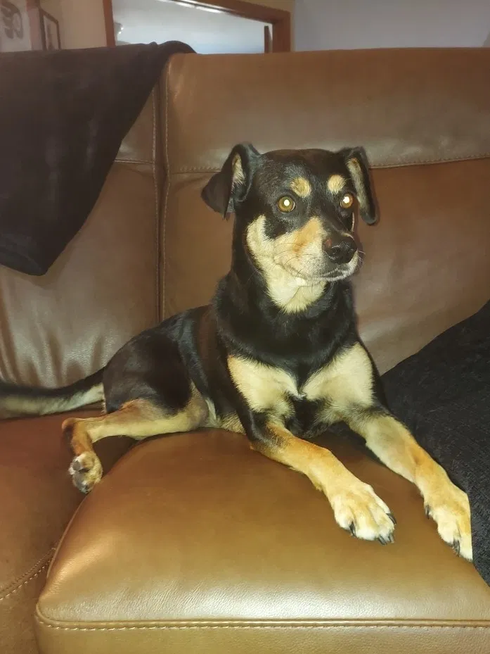 Found dog in Melbourne, FL, 32904