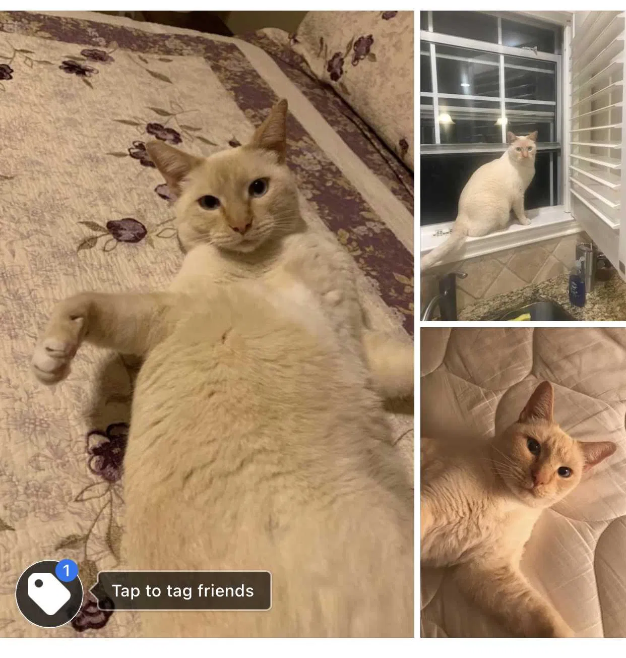 Lost cat in Taylor, TX, 76574