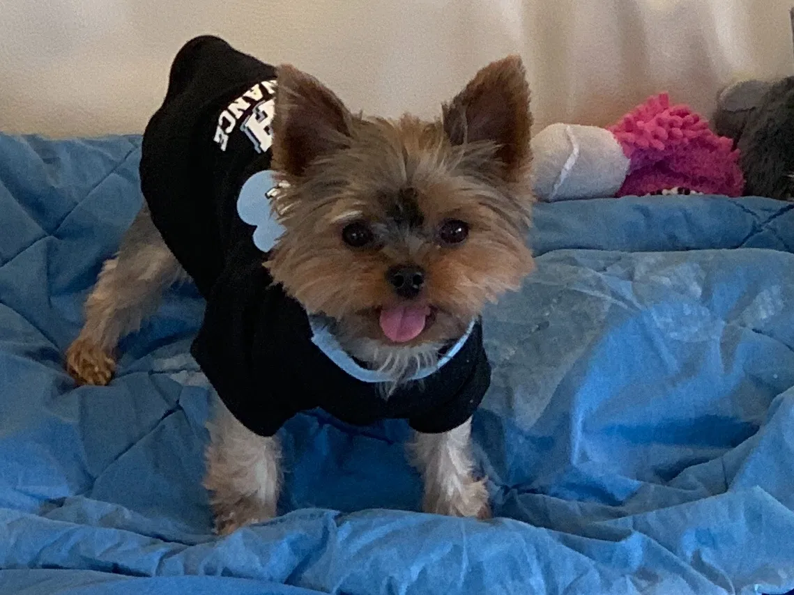 Lost dog in Los Angeles, CA, 90064