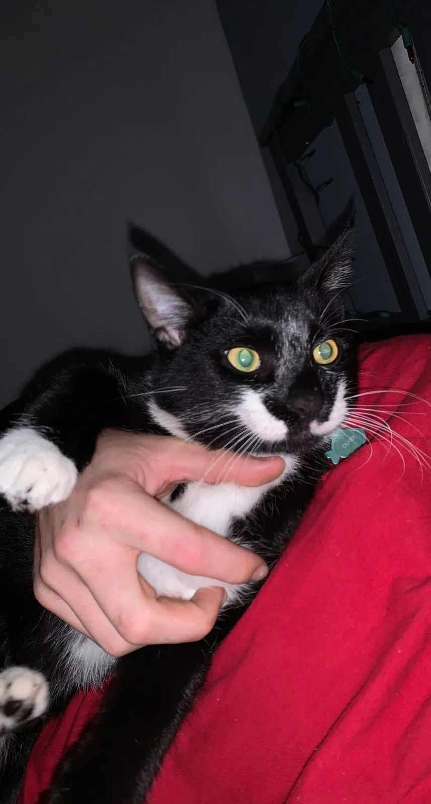 Lost cat in Polk City, FL, 33868