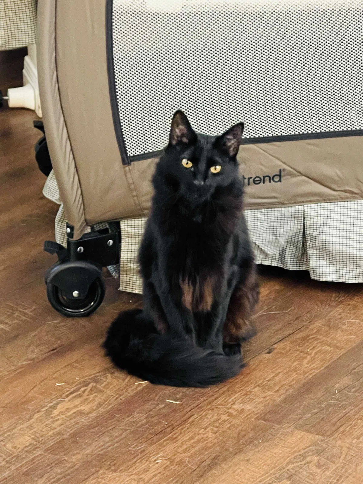 Lost cat in Georgetown, TX, 78626