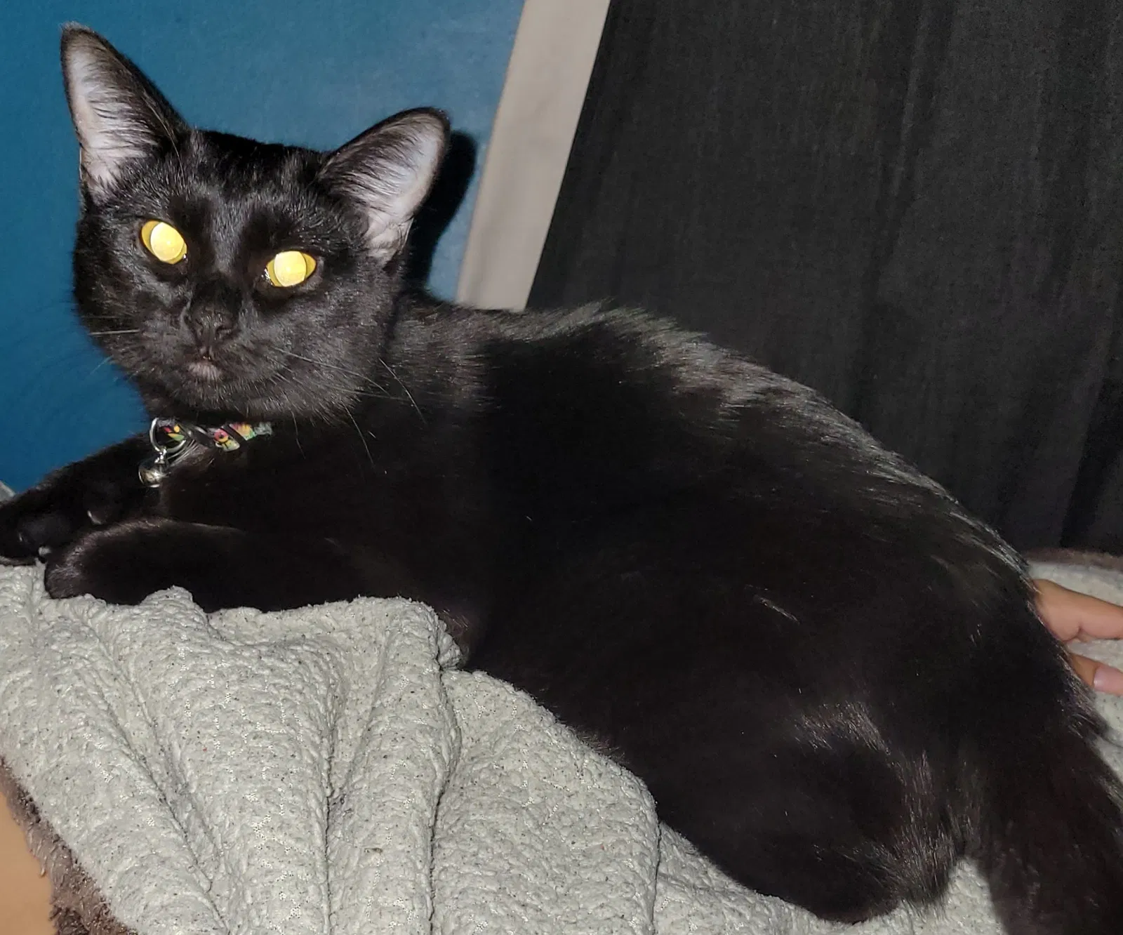 Lost cat in Shawnee, KS, 66203