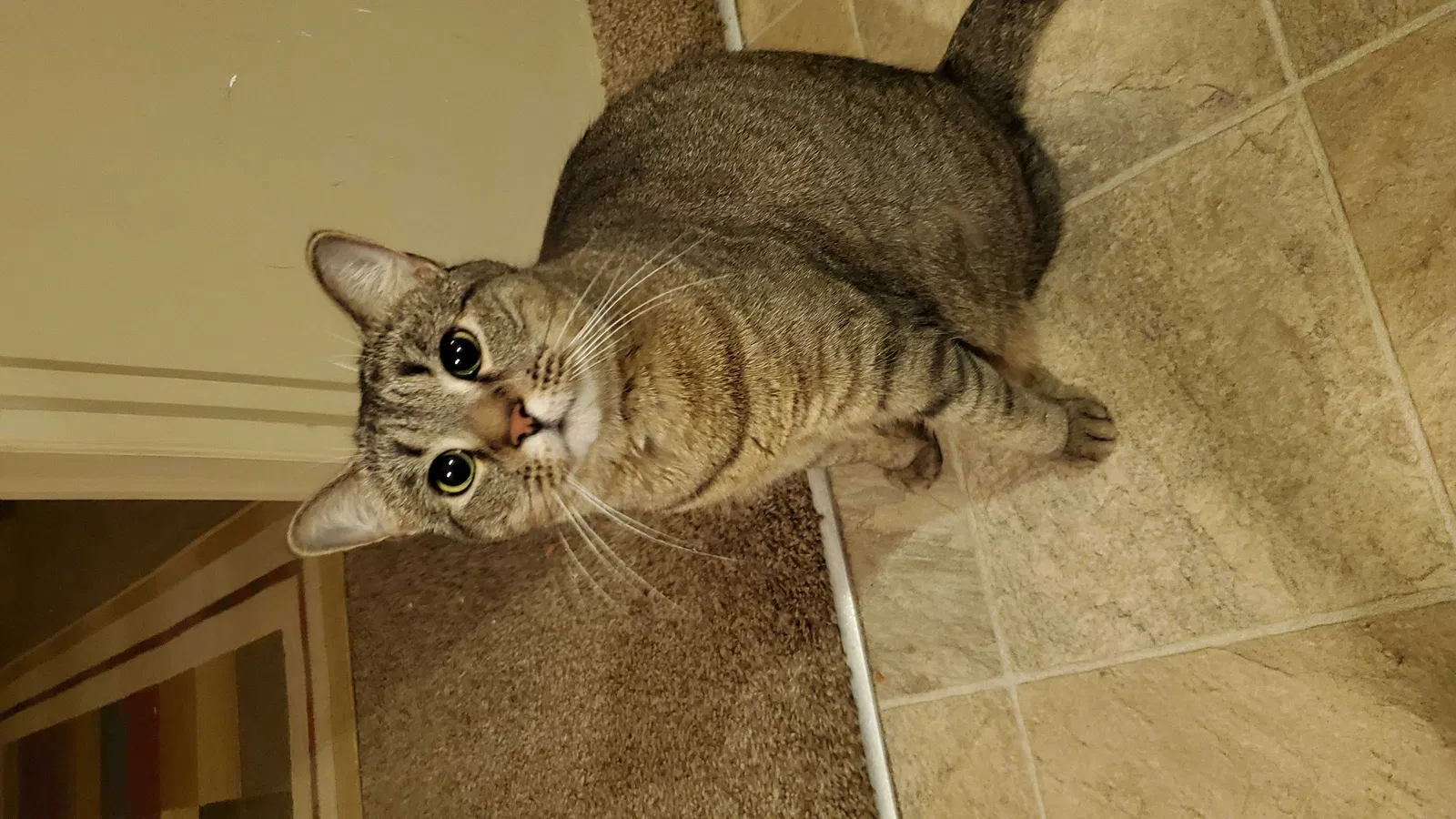 Lost cat in Hillsboro, OH, 45133