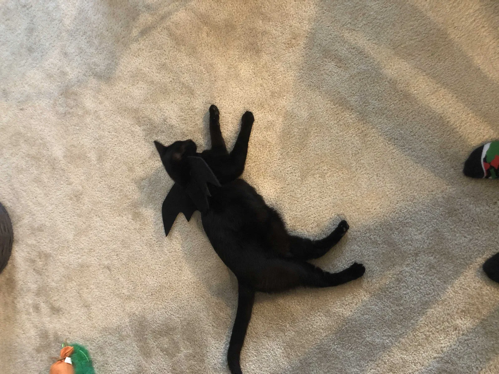 Lost cat in Lanham, MD, 20706
