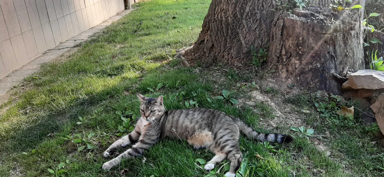 Lost cat in Alburtis, PA, 18011