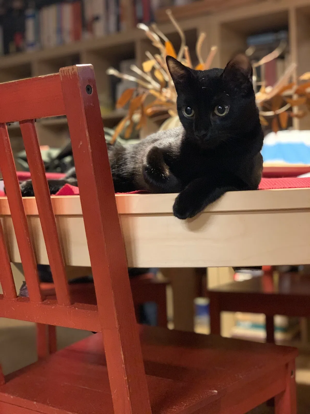 Lost cat in Cromwell, CT, 6416