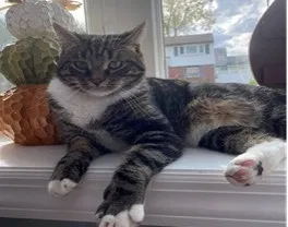 Lost cat in Bensalem, PA, 19020
