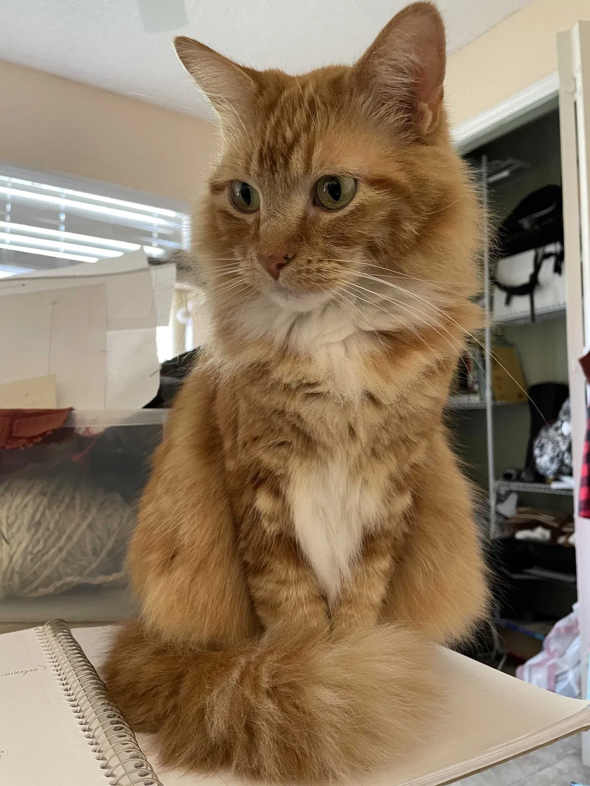 Lost cat in Clermont, FL, 34711