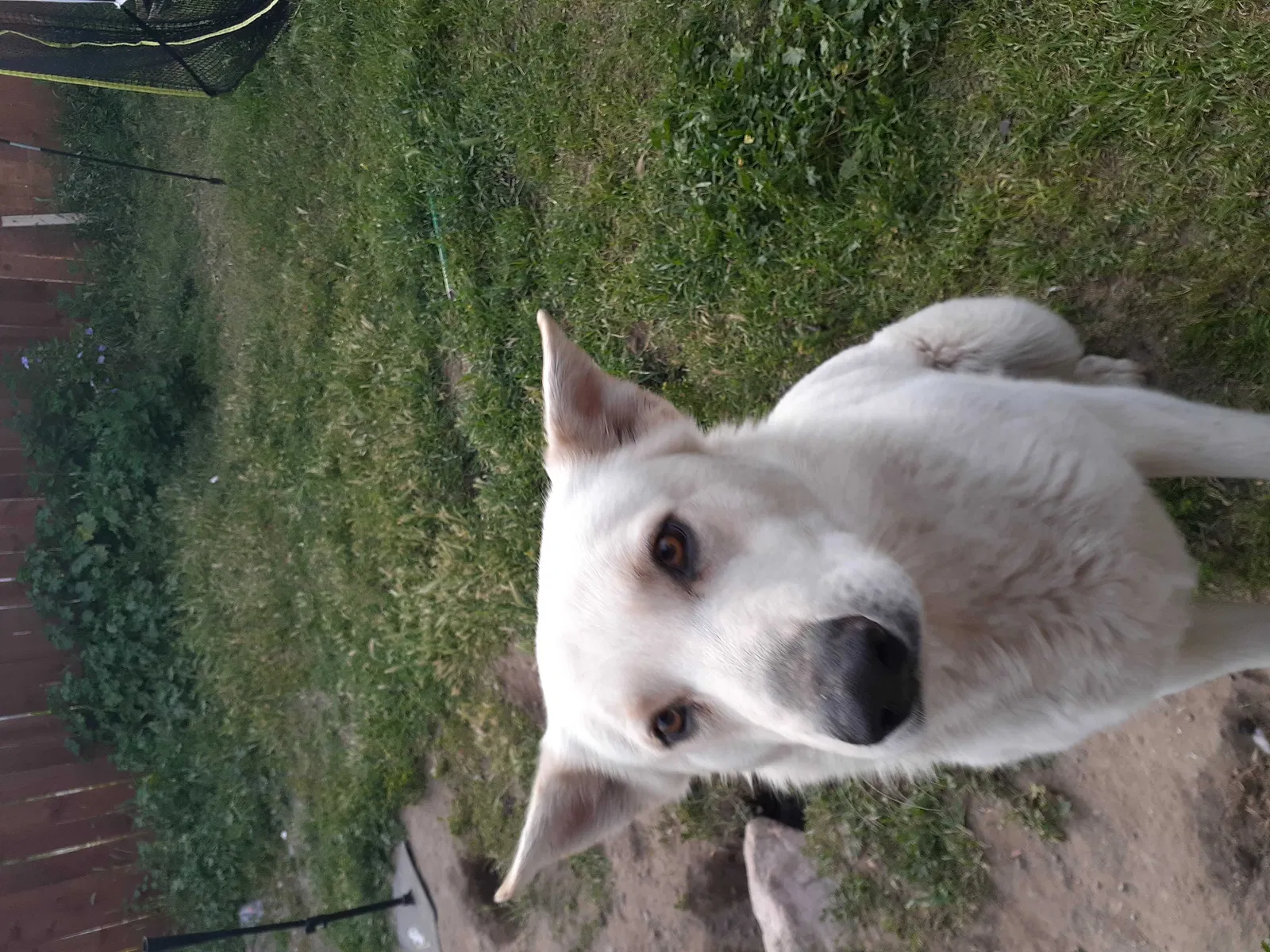 Lost dog in Rialto, CA, 92376