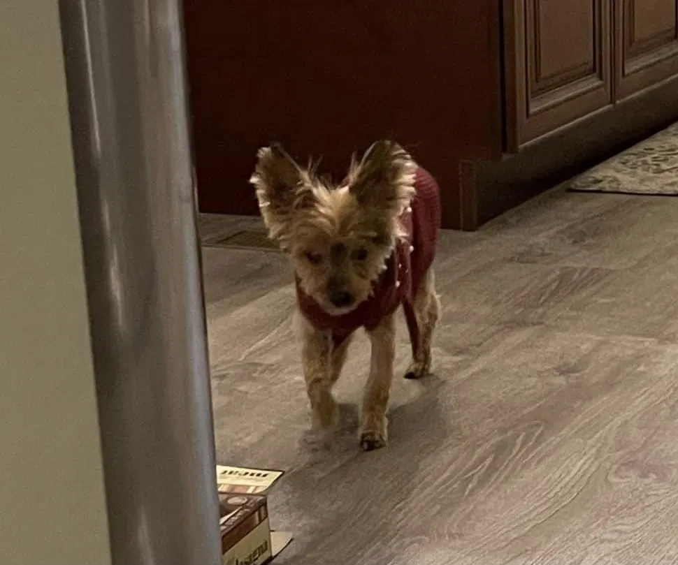 Lost dog in Morehead, KY, 40351