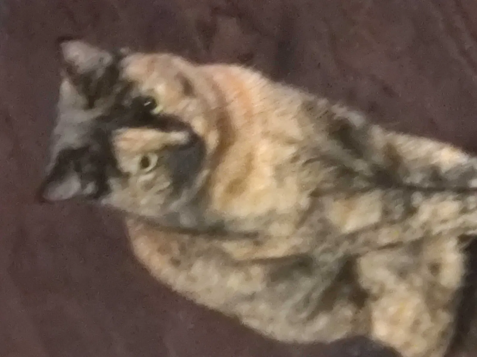 Lost cat in Burbank, CA, 91504