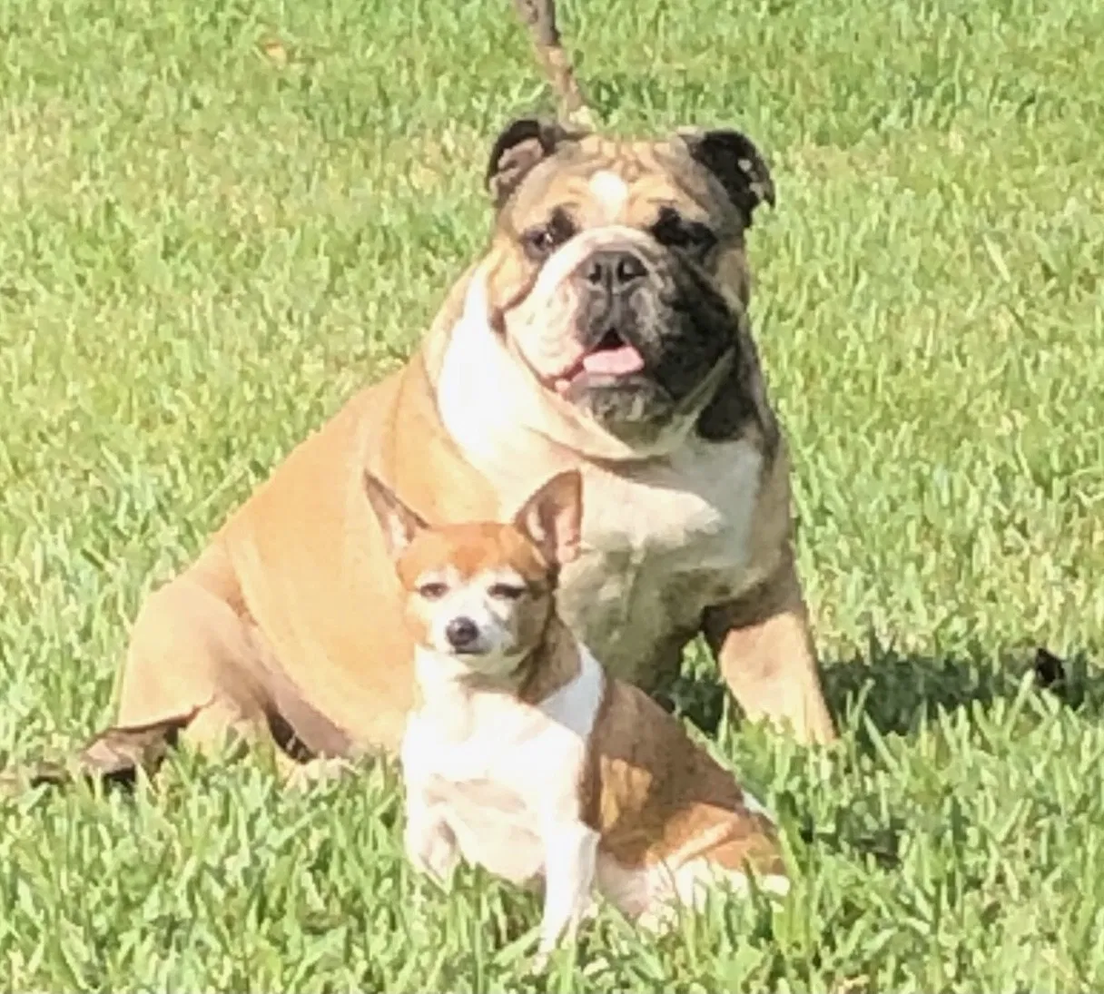 Lost dog in Miami, FL, 33162