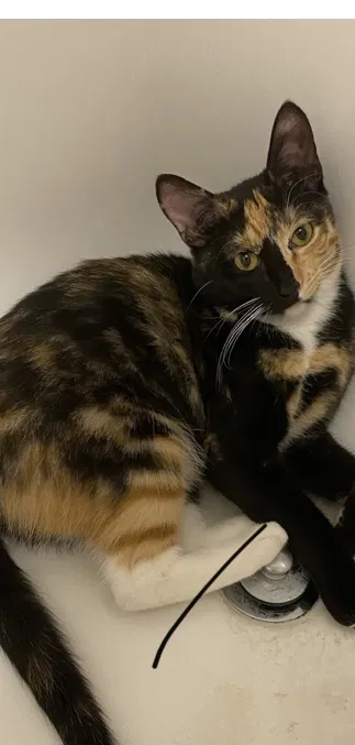 Lost cat in Herriman, UT, 84096