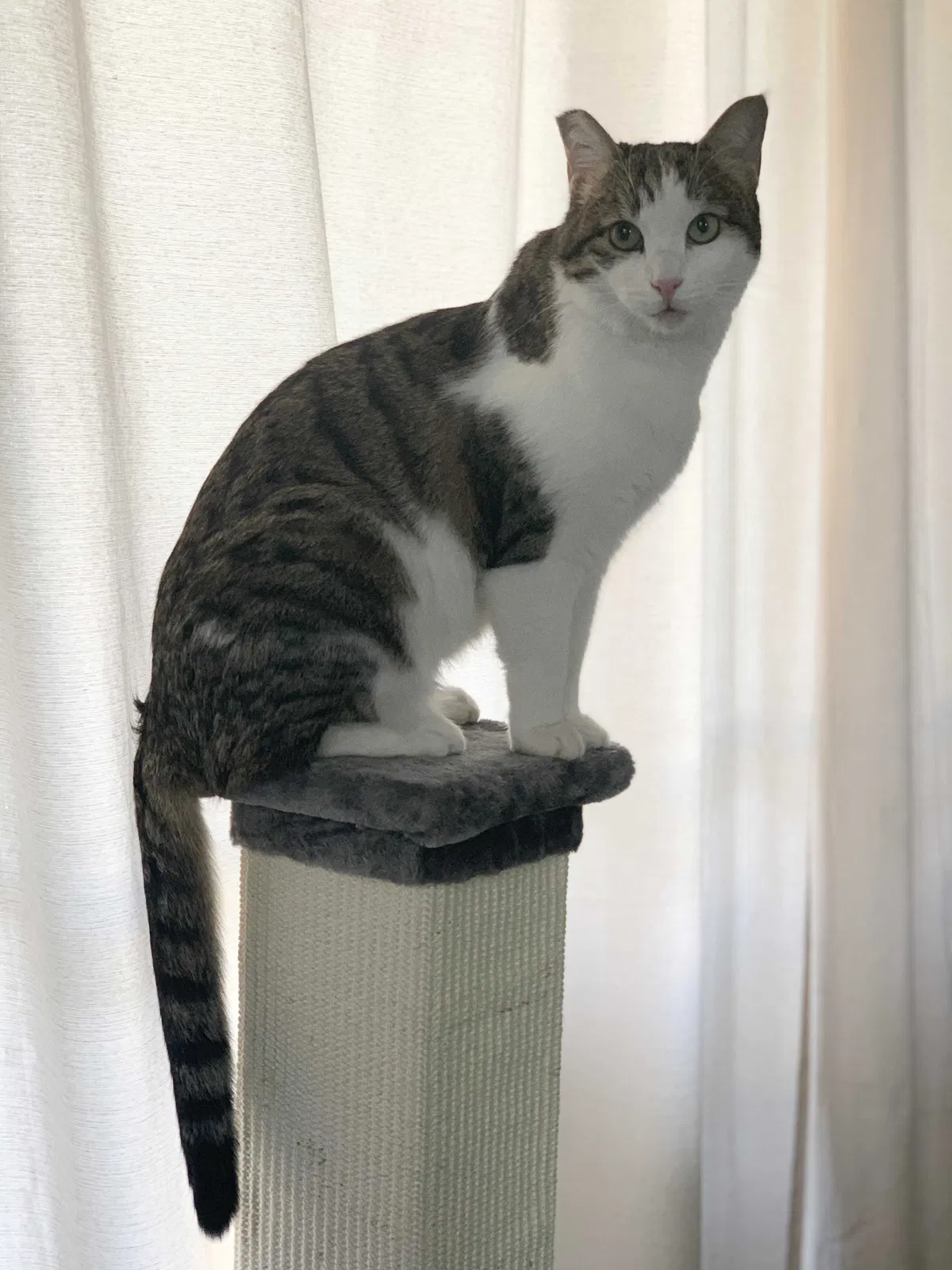 Lost cat in Alexandria, VA, 22312