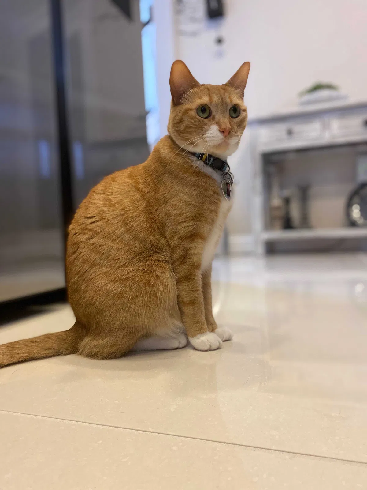 Lost cat in Brentwood, CA, 94513