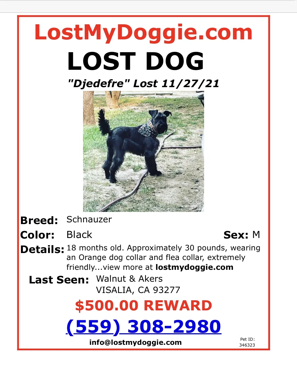 Lost dog in Visalia, CA, 93277