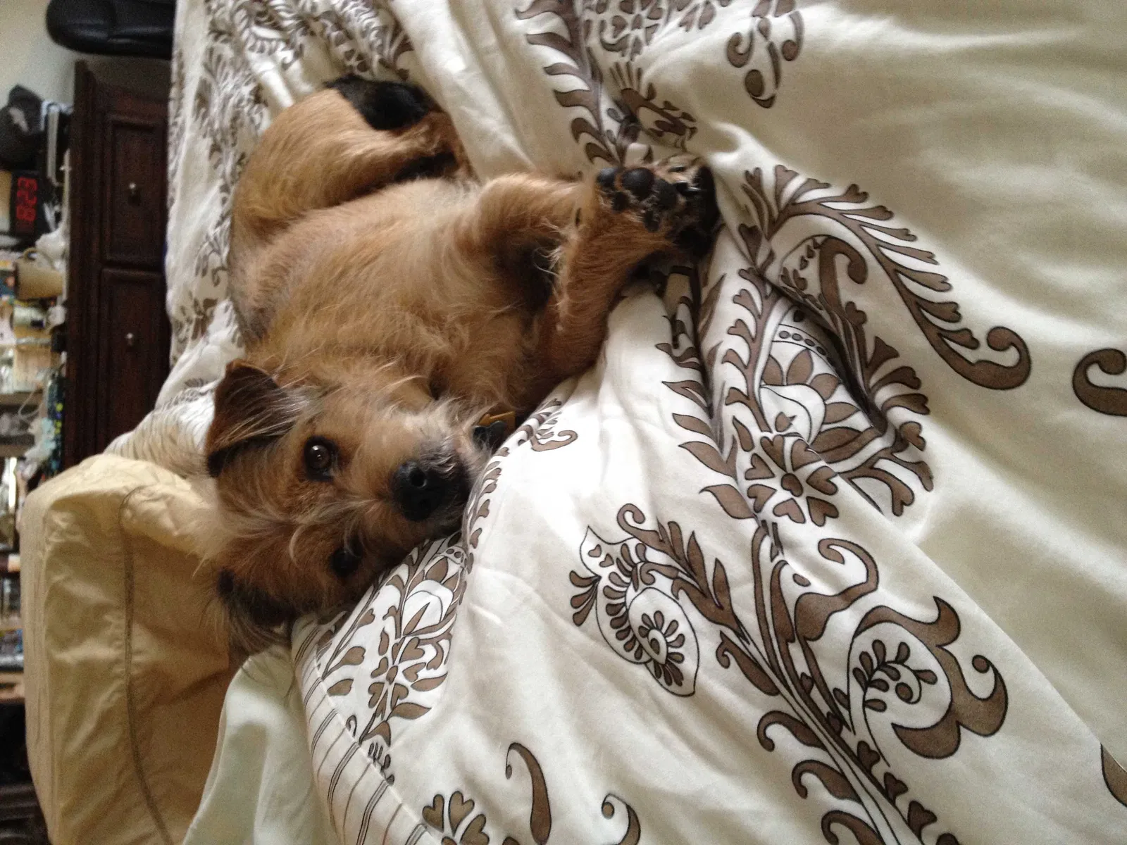 Lost dog in Clearwater, FL, 33756