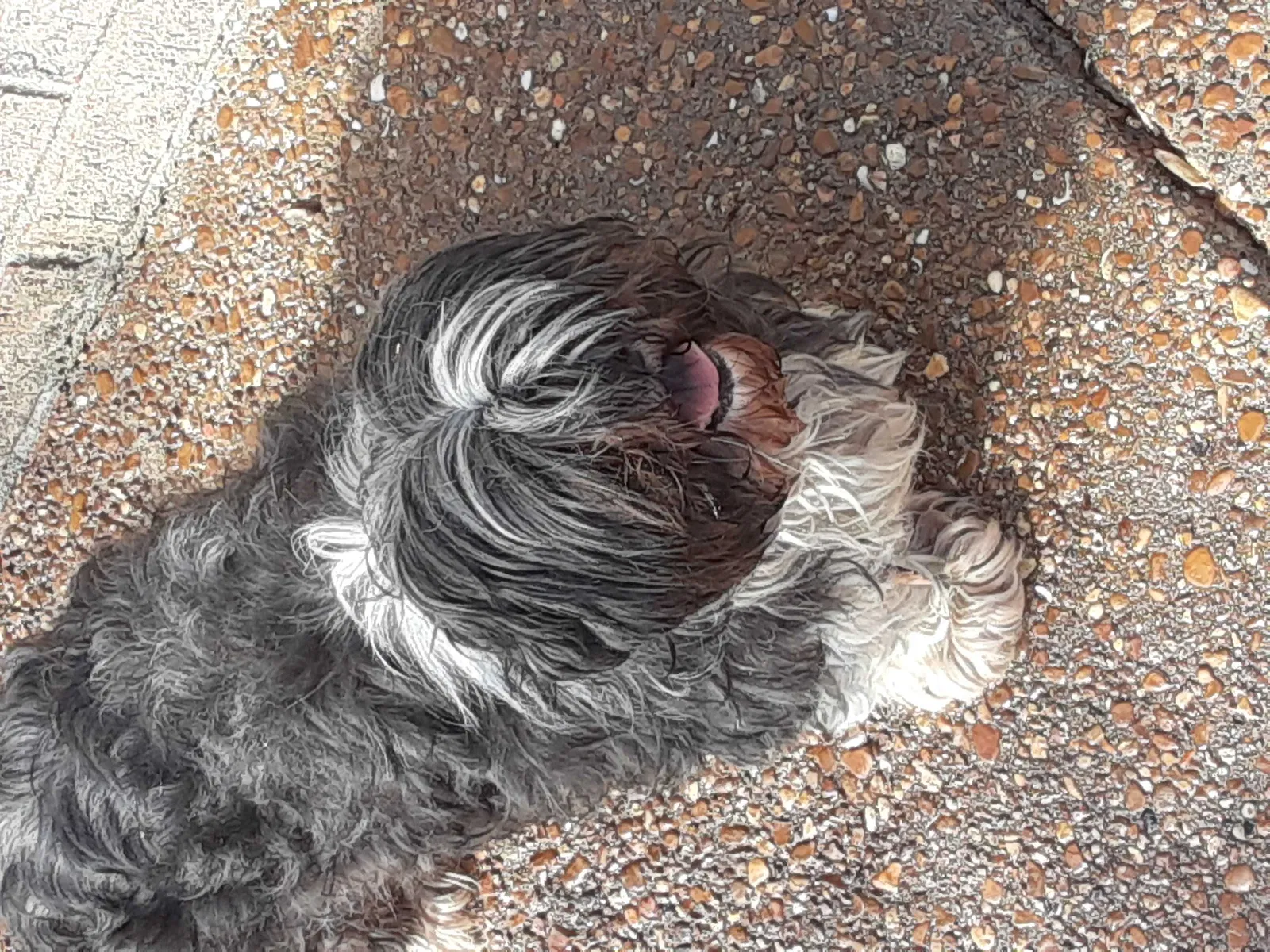 Found dog in Madison, TN, 37115