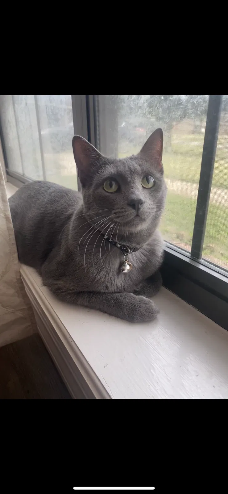 Lost cat in Bossier City, LA, 71112