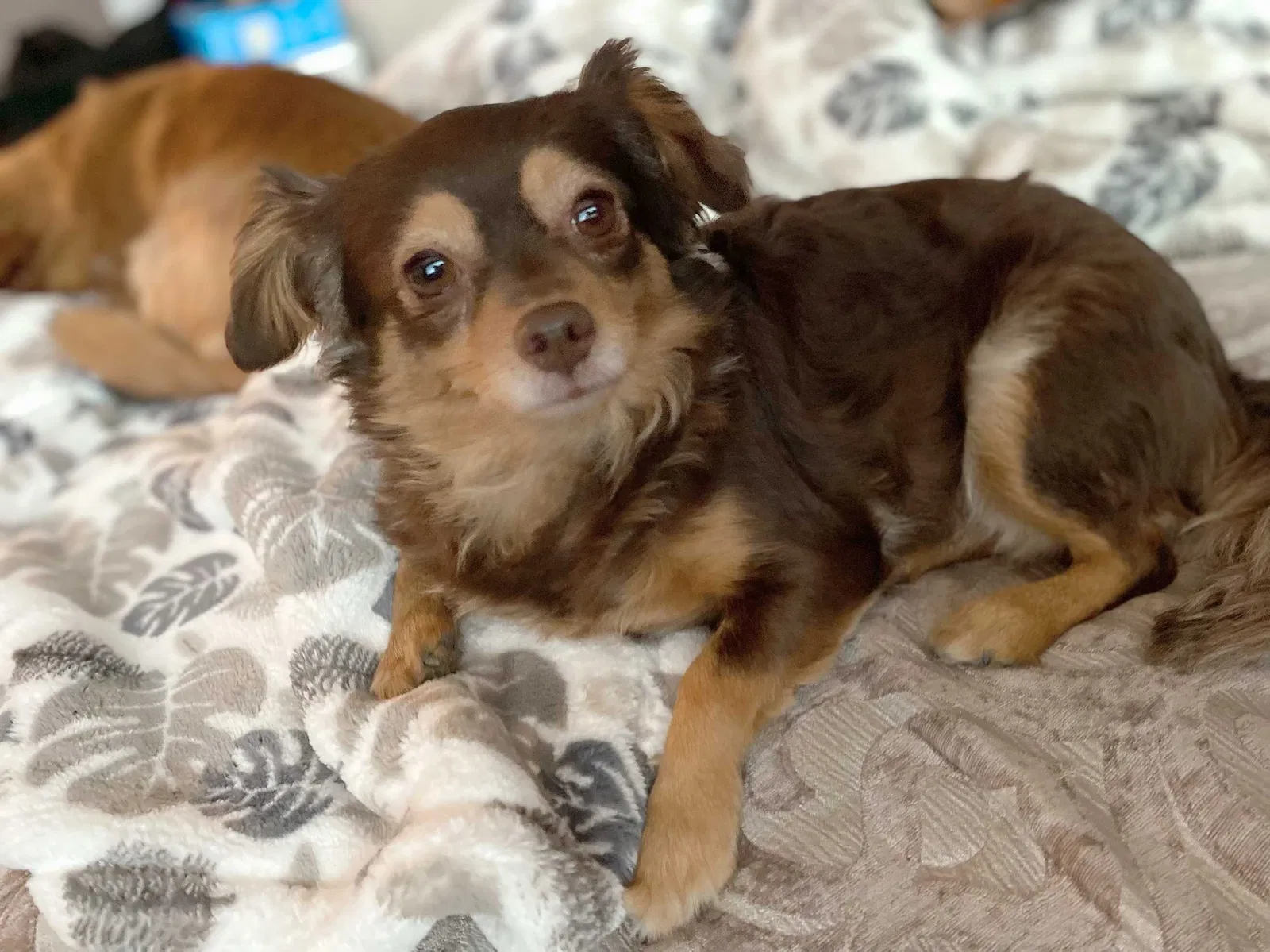 Lost dog in Modesto, CA, 95351