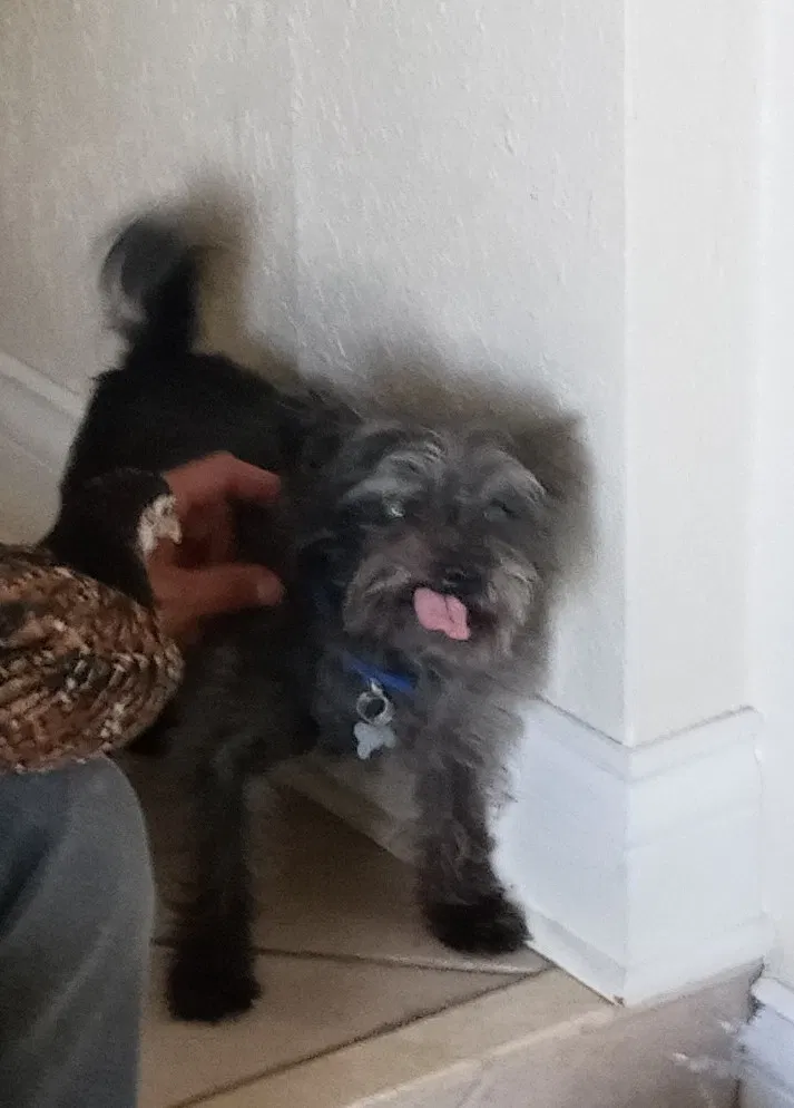 Lost dog in Miami, FL, 33155