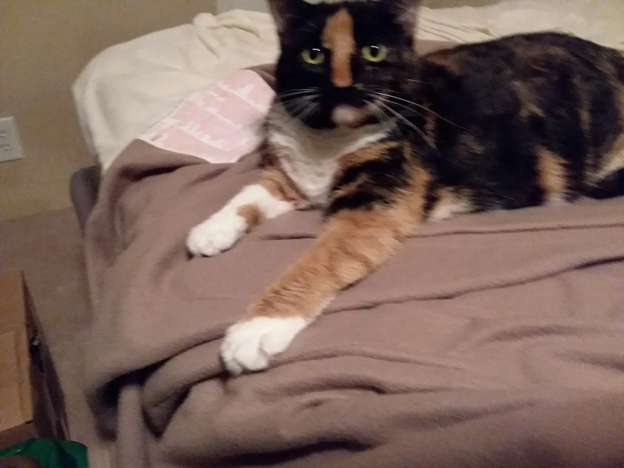 Lost cat in Port Orange, FL, 32127