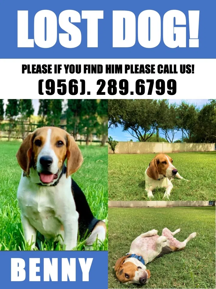 Lost dog in Mission, TX, 78573