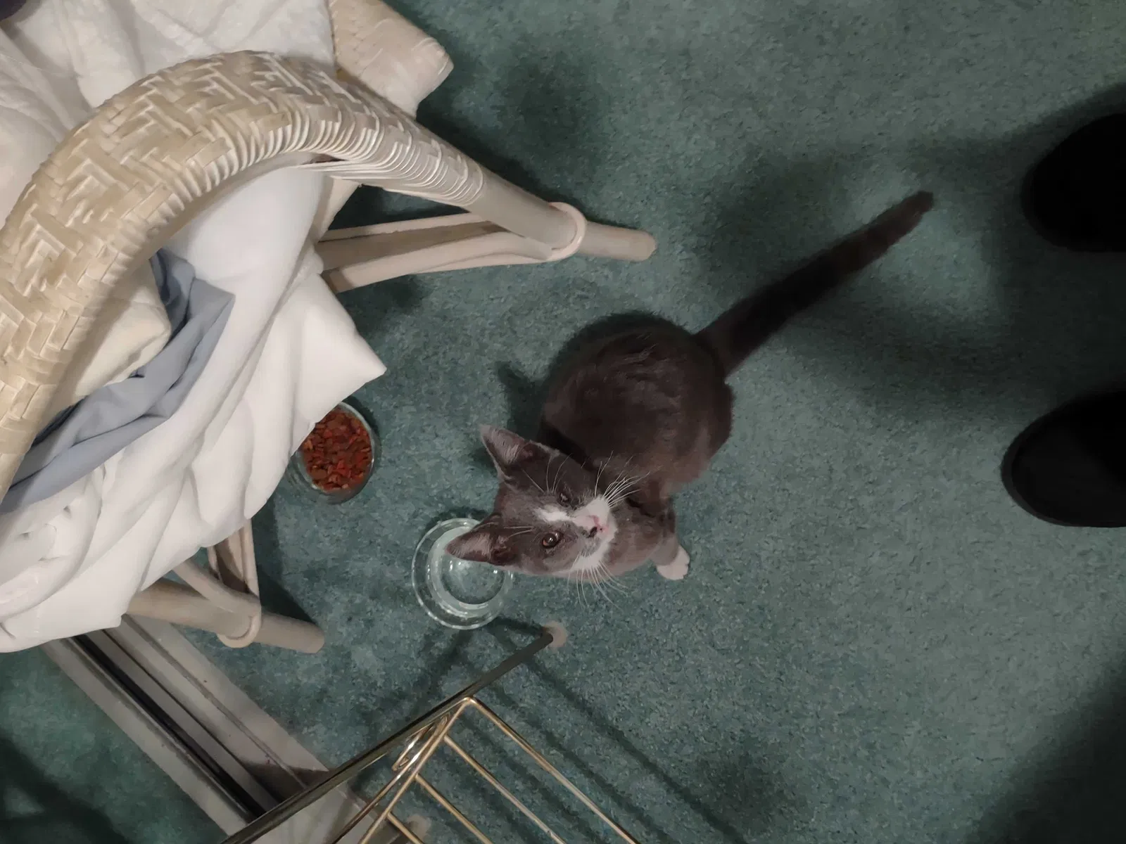 Found cat in Coachella, CA, 92236
