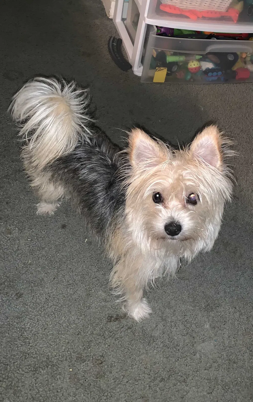 Lost dog in Houston, TX, 77055