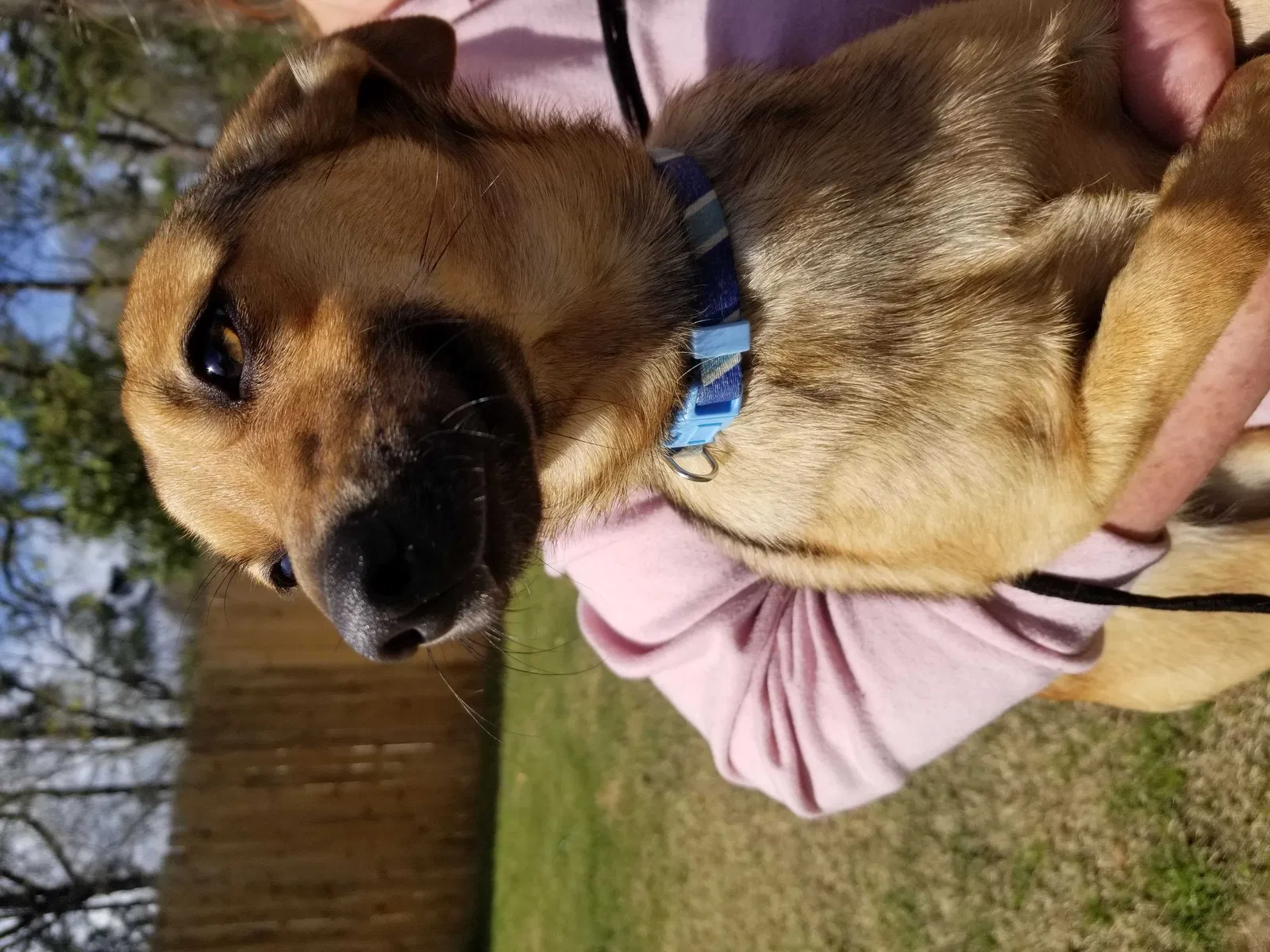 Lost dog in Evans, GA, 30809