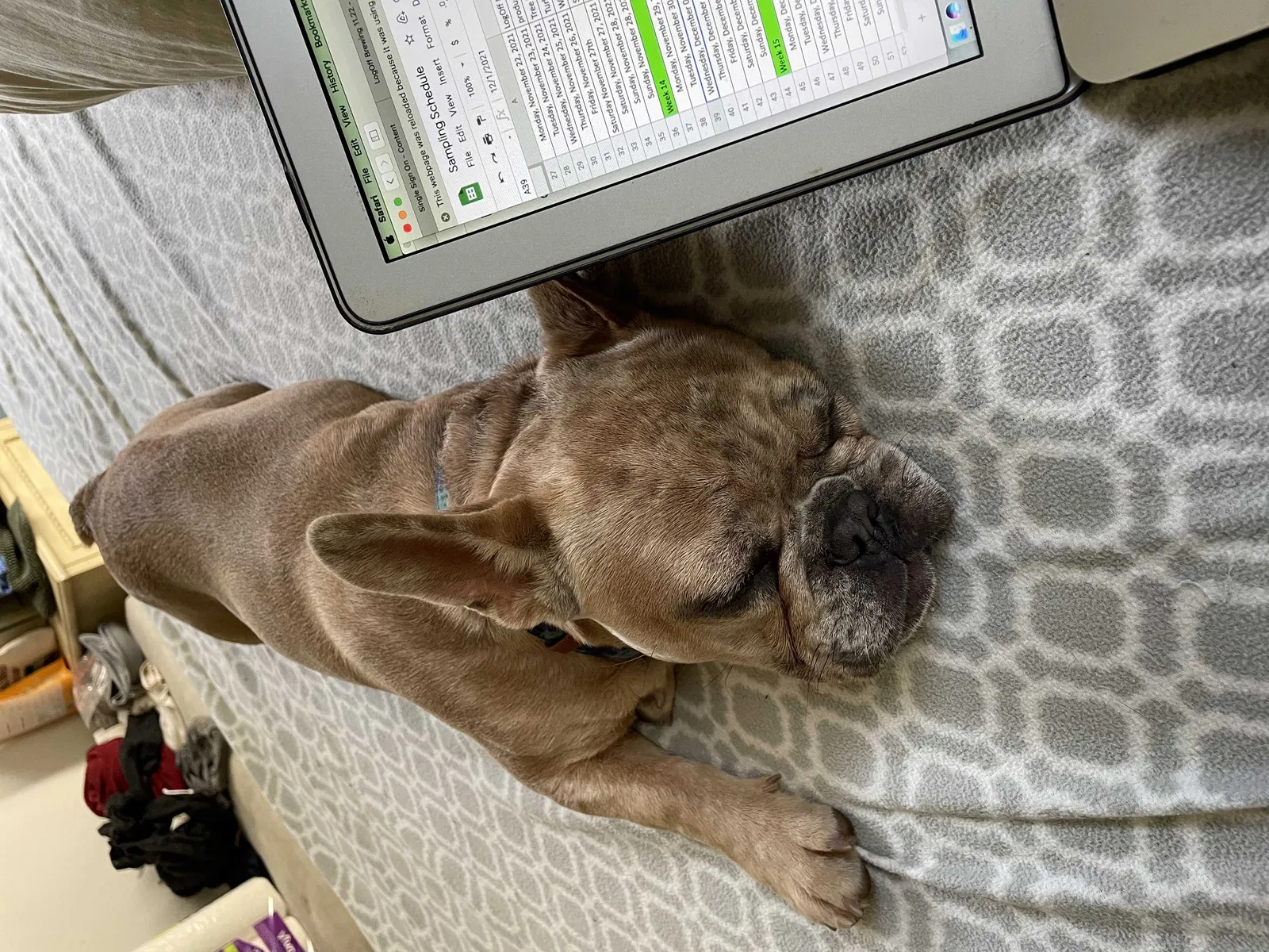 Lost dog in Citrus Heights, CA, 95610
