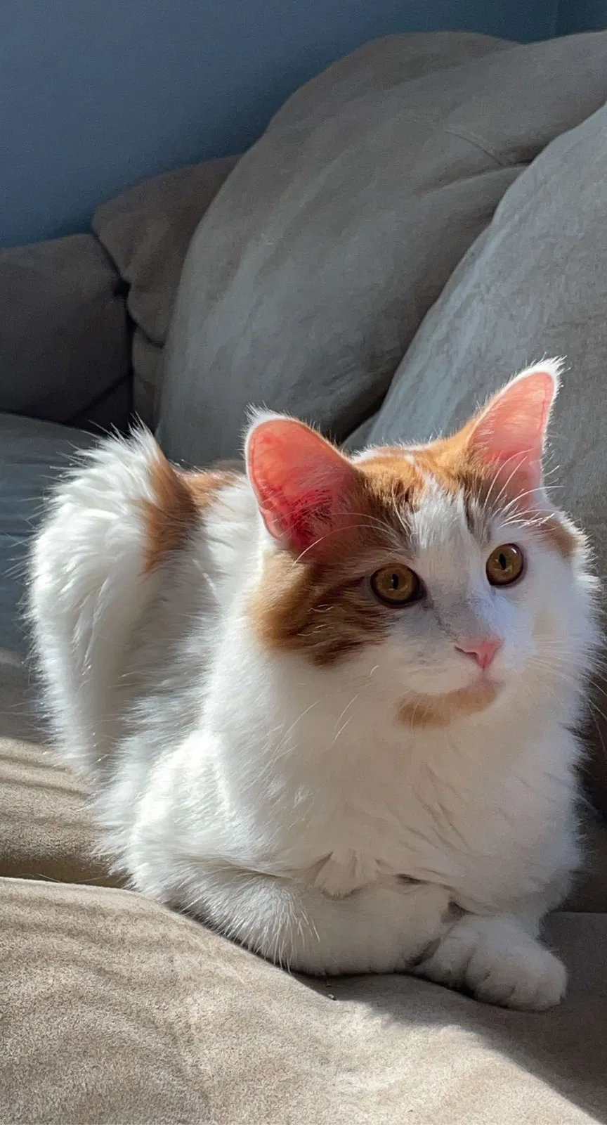 Lost cat in Blackfoot, ID, 83221