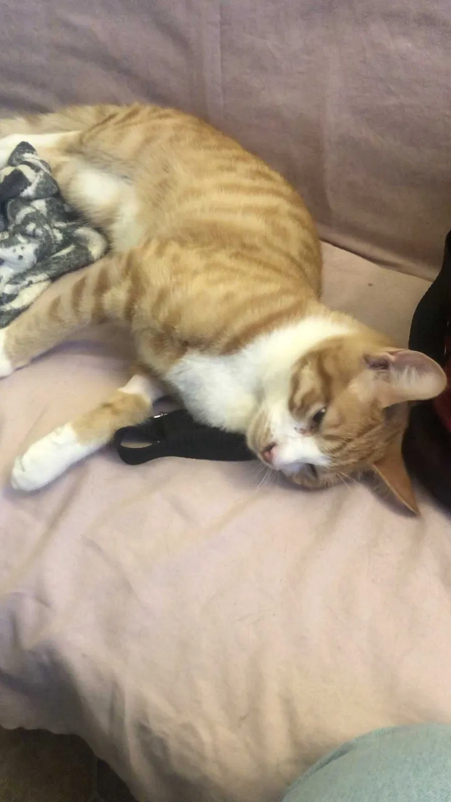Lost cat in Norwalk, CA, 90650