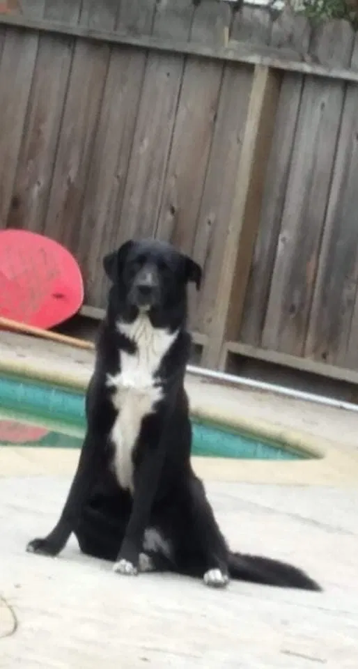 Lost dog in Modesto, CA, 95354