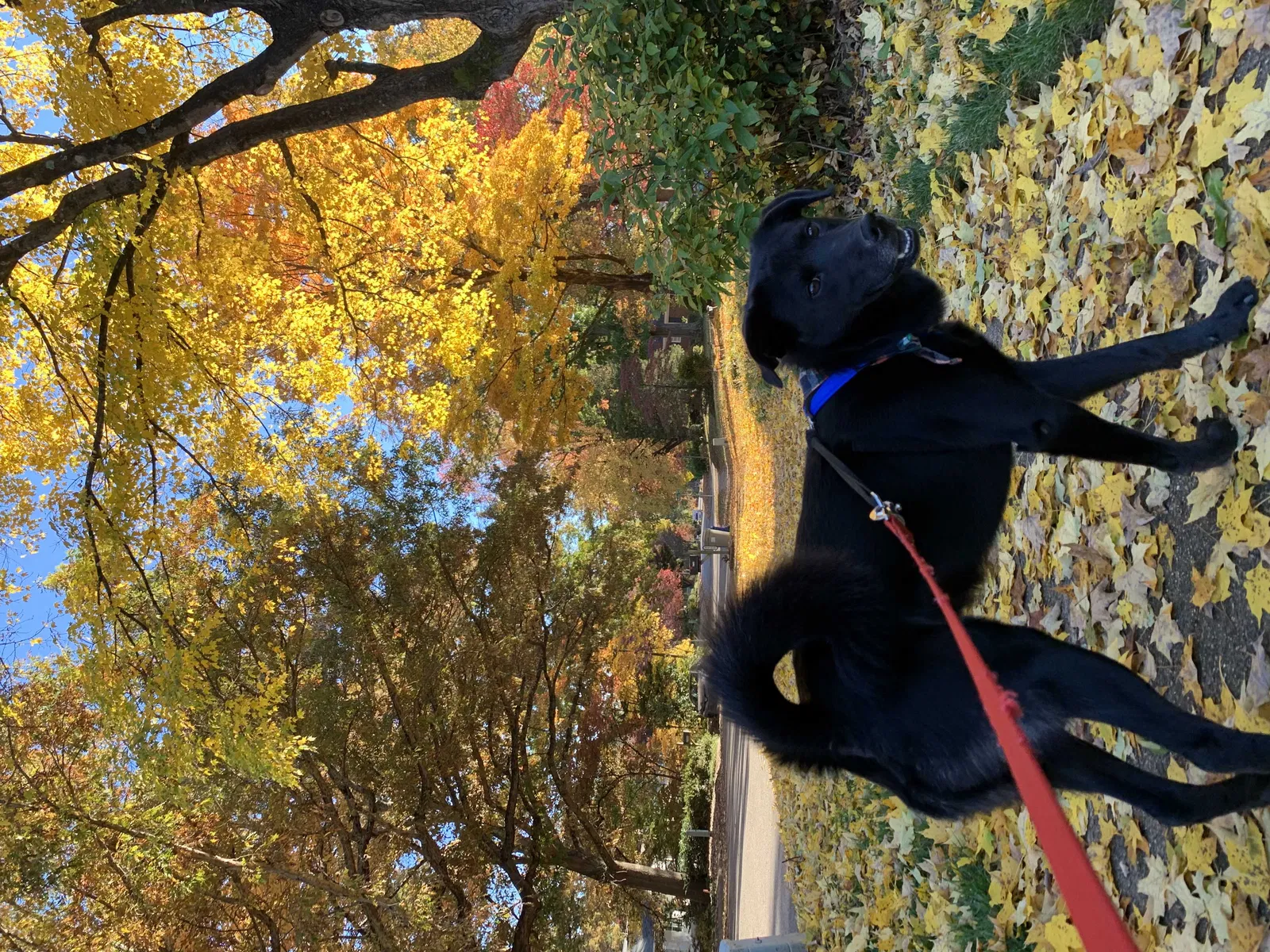 Lost dog in Durham, NC, 27704
