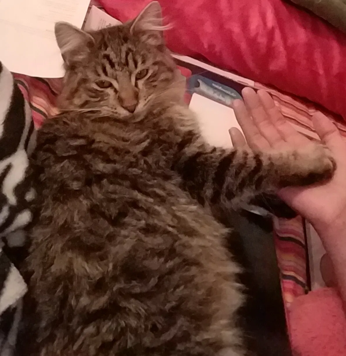 Lost cat in The Colony, TX, 75056