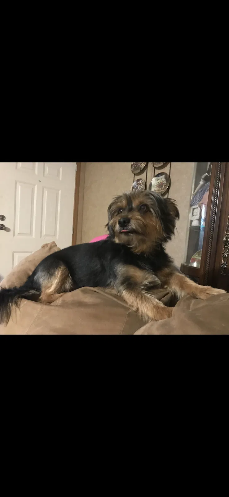 Lost dog in Haughton, LA, 71037