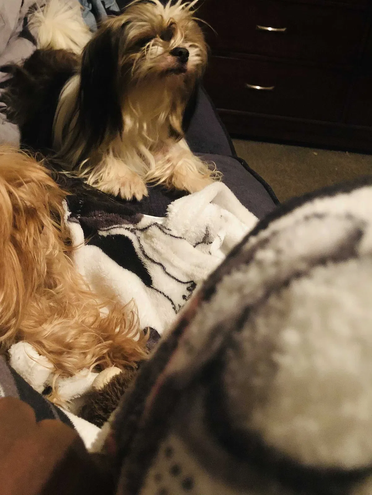 Lost dog in Winterville, NC, 28590