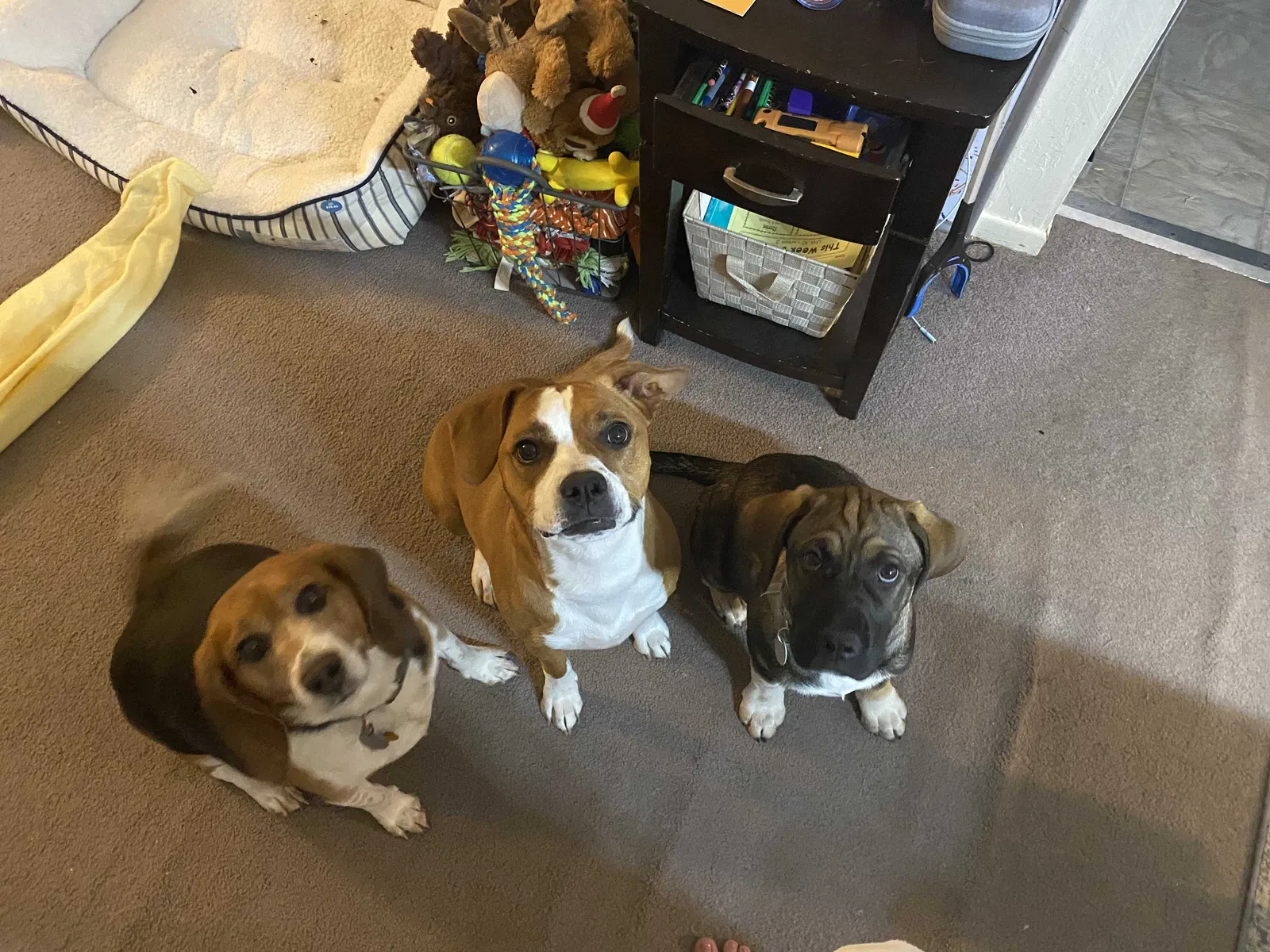 Missing Dog
