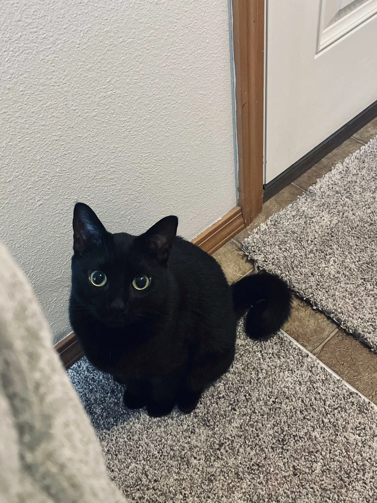 Lost cat in Coeur D Alene, ID, 83815