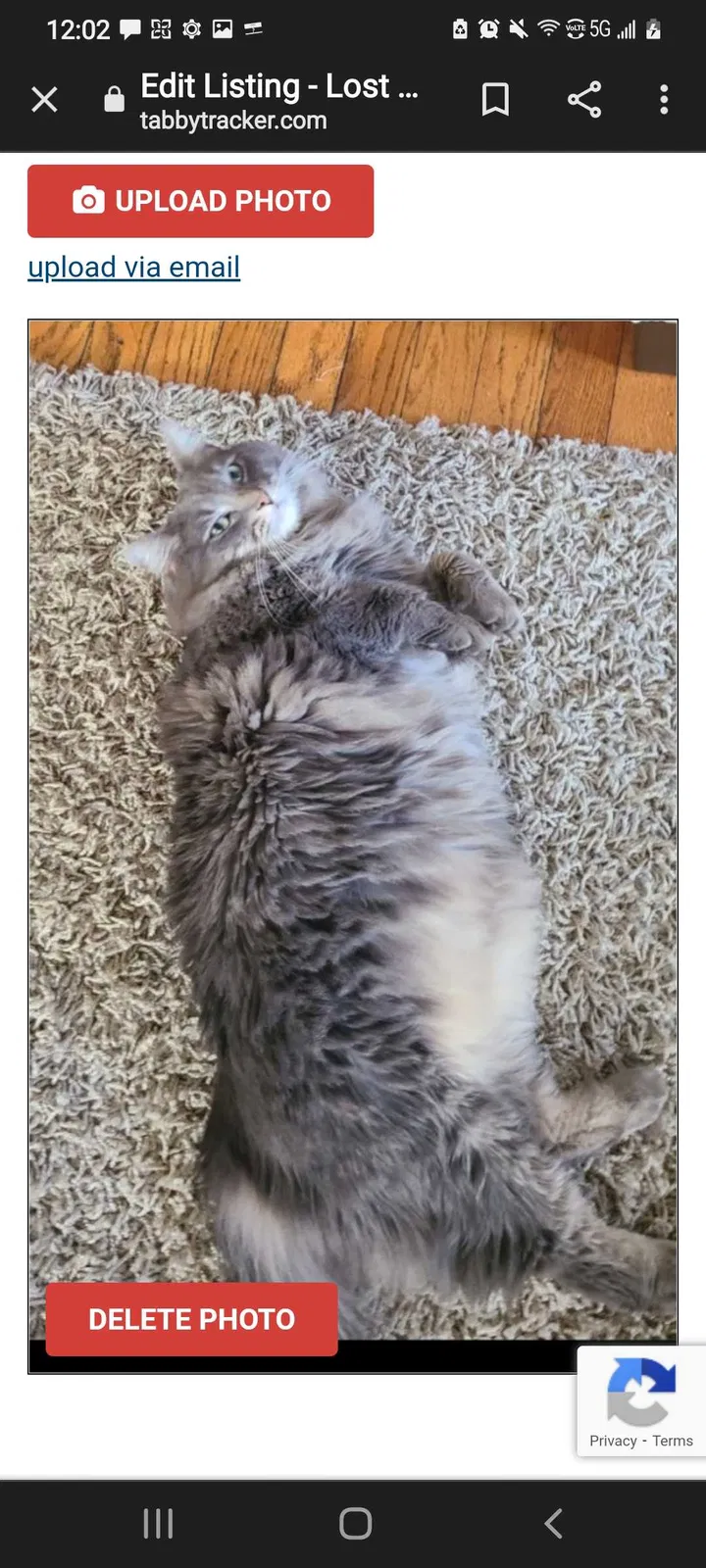 Lost cat in Darien, IL, 60561