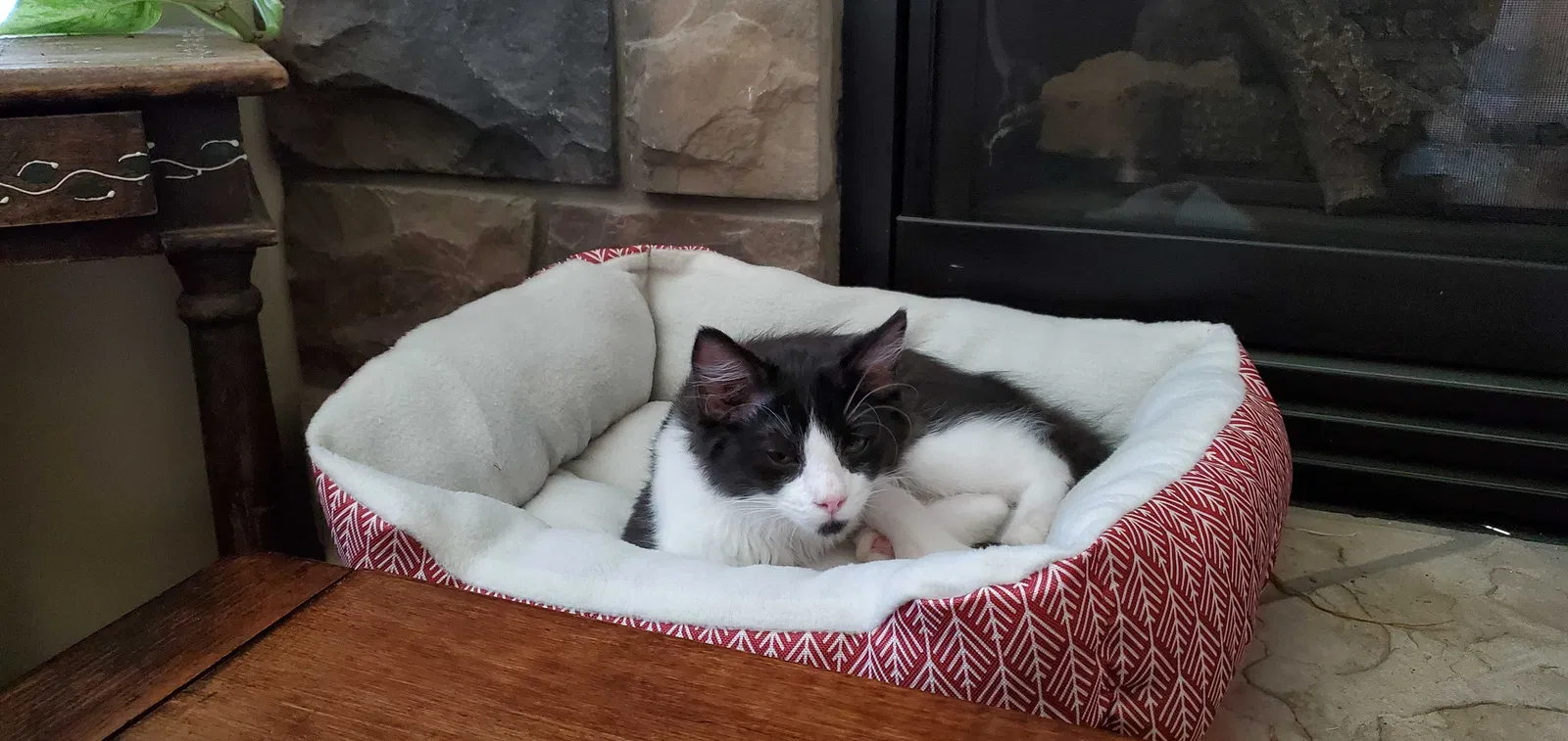 Lost cat in Prineville, OR, 97754