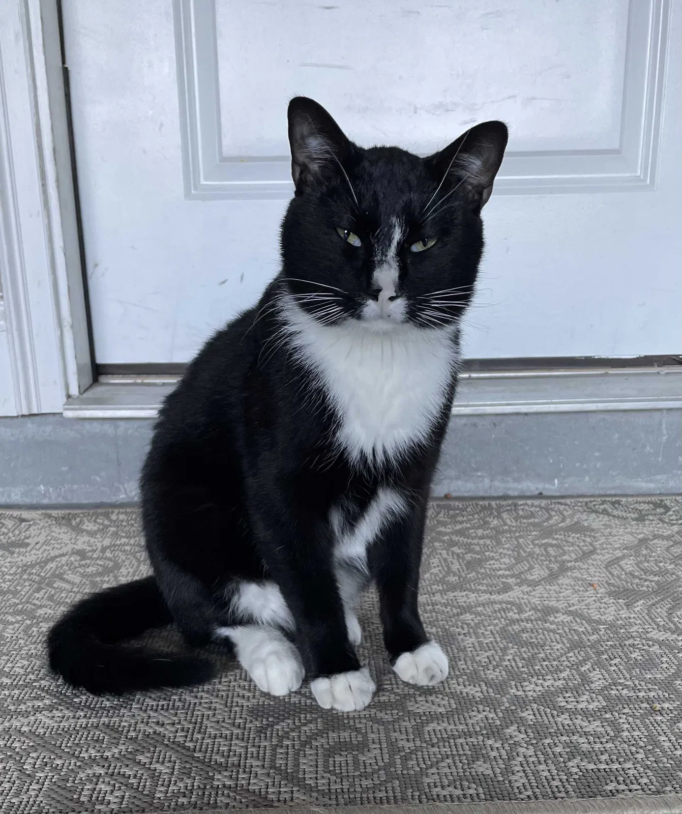 Found cat in Jacksonville, FL, 32224