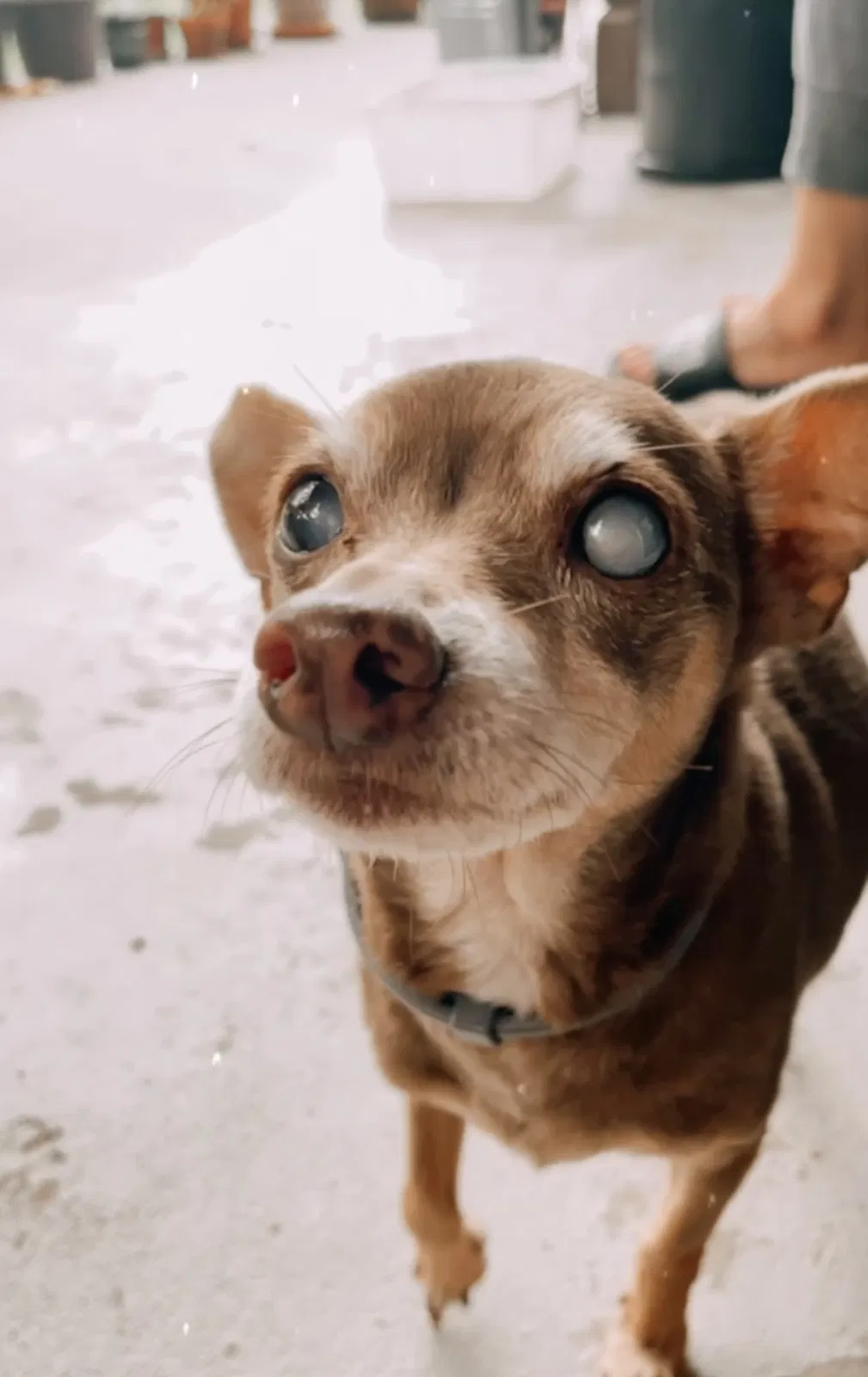 Lost dog in Orlando, FL, 32822