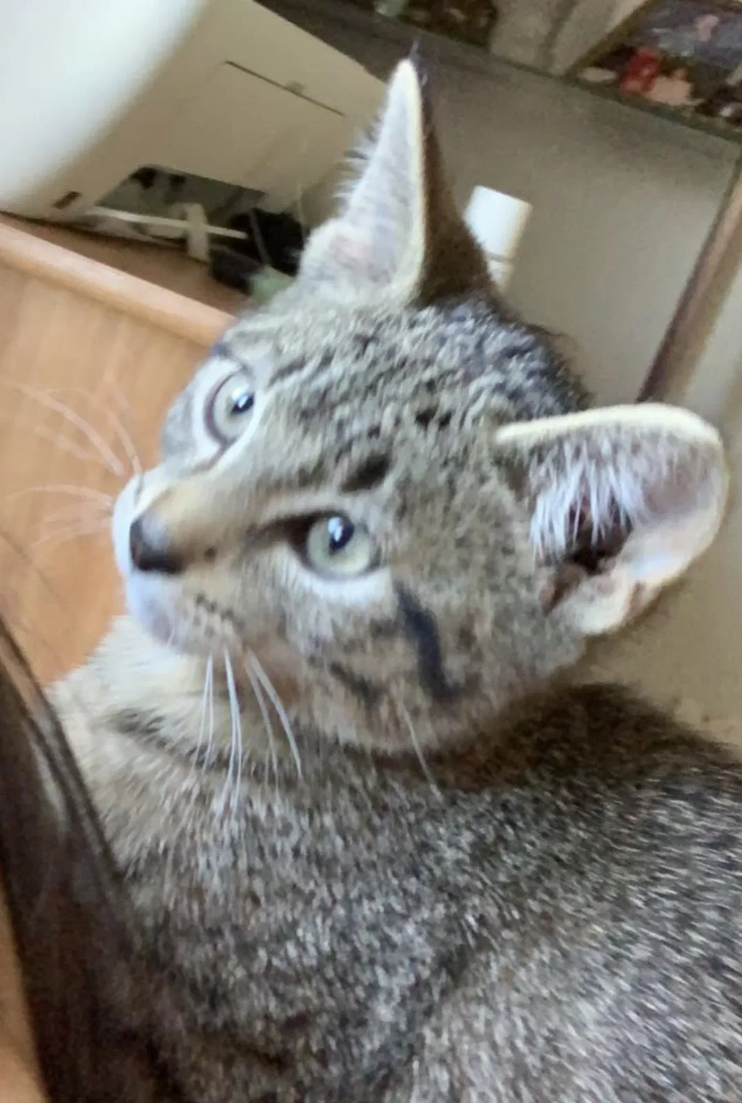 Lost cat in Sioux Falls, SD, 57103