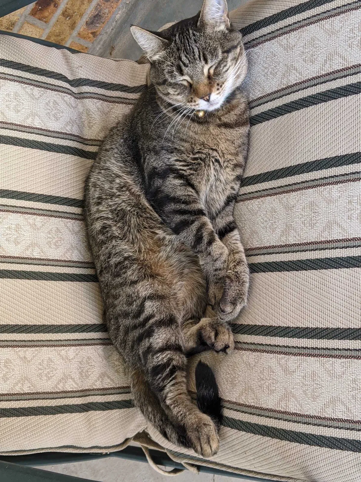 Lost cat in Thornton, CO, 80241