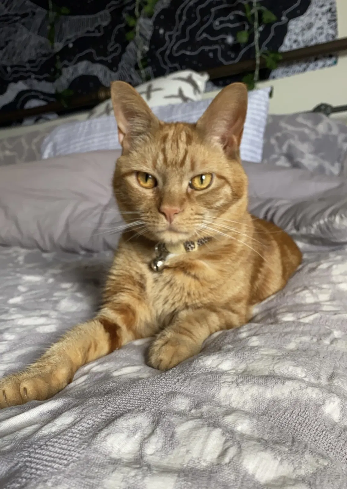 Lost cat in Fort Pierce, FL, 34949